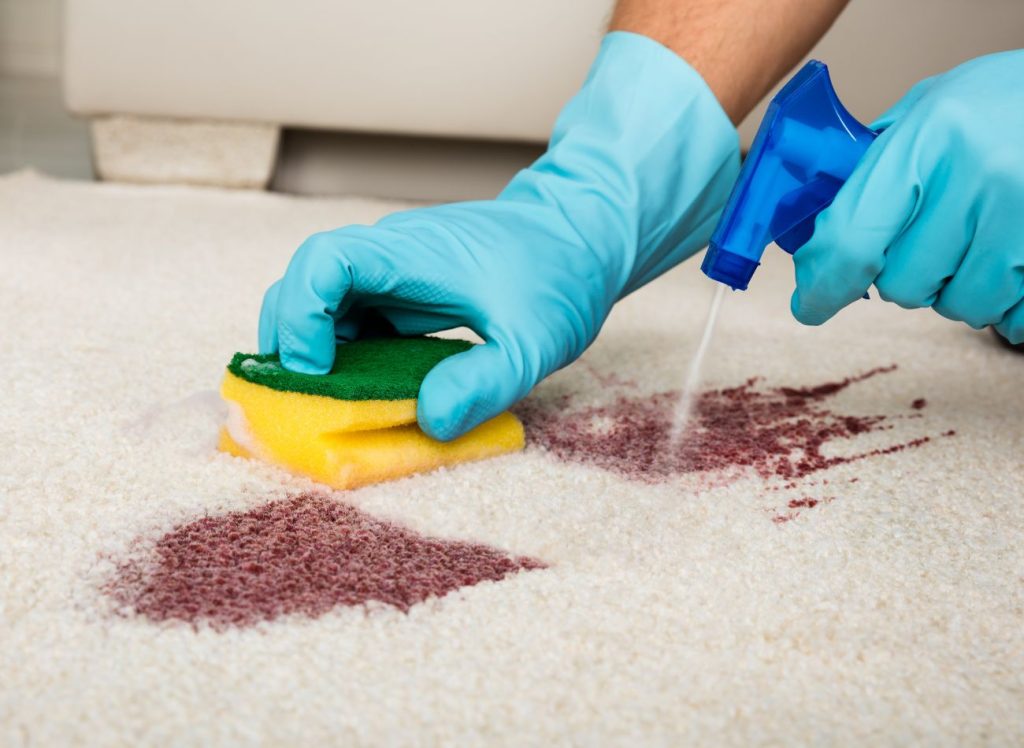 A person in blue gloves uses a sponge to clean a carpet, highlighting a carpet restoration service in Jacksonville, FL.