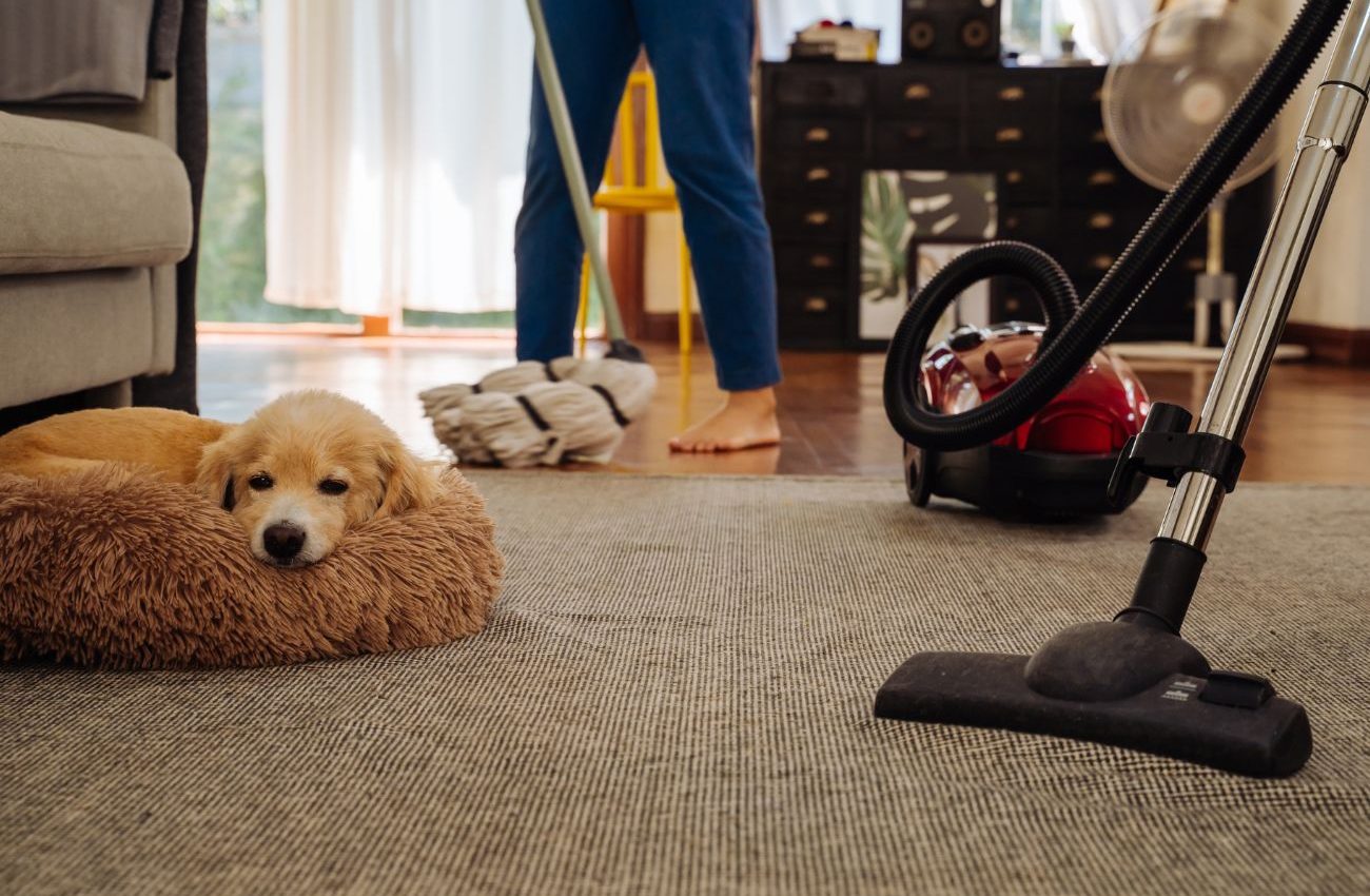 Jacksonville’s Top Pet Mess Cleanup and Sanitization Service